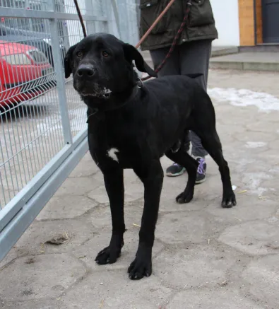 Znaleziono psa, Oborniki, 20 stycznia 2026