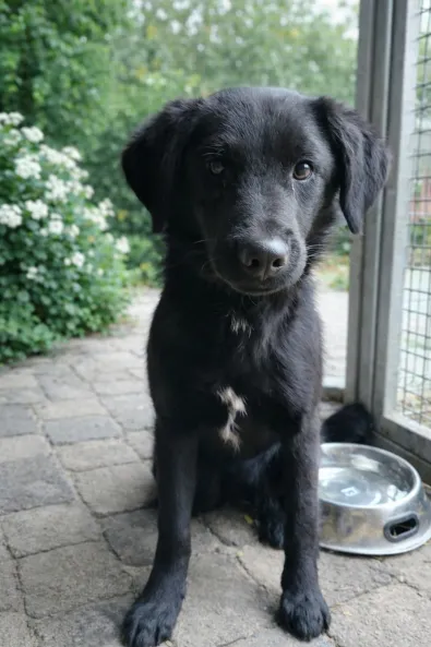 Znaleziono psa, Oborniki, 20 stycznia 2026