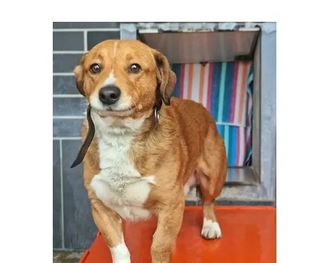 Pies do adopcji, Wrocław, 21 stycznia 2026