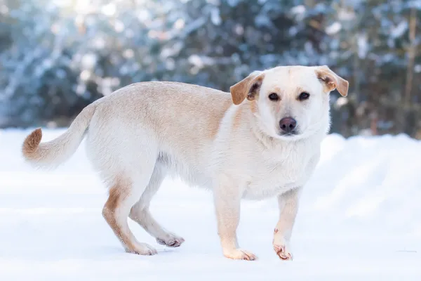 Pies do adopcji, Nowodwór, 25 stycznia 2026 (1/5)