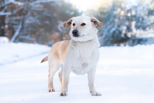 Pies do adopcji, Nowodwór, 25 stycznia 2026 (2/5)