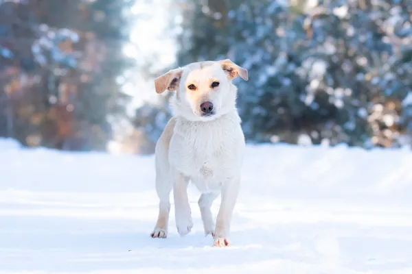 Pies do adopcji, Nowodwór, 25 stycznia 2026 (3/5)