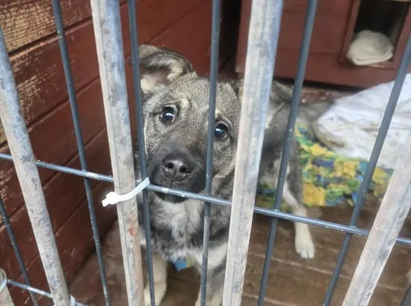 Pies do adopcji, Gorzów Wielkopolski, 25 stycznia 2026