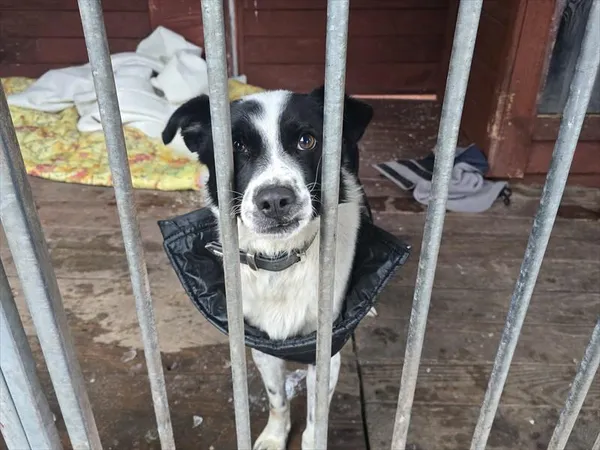 Pies do adopcji, Gorzów Wielkopolski, 24 stycznia 2026