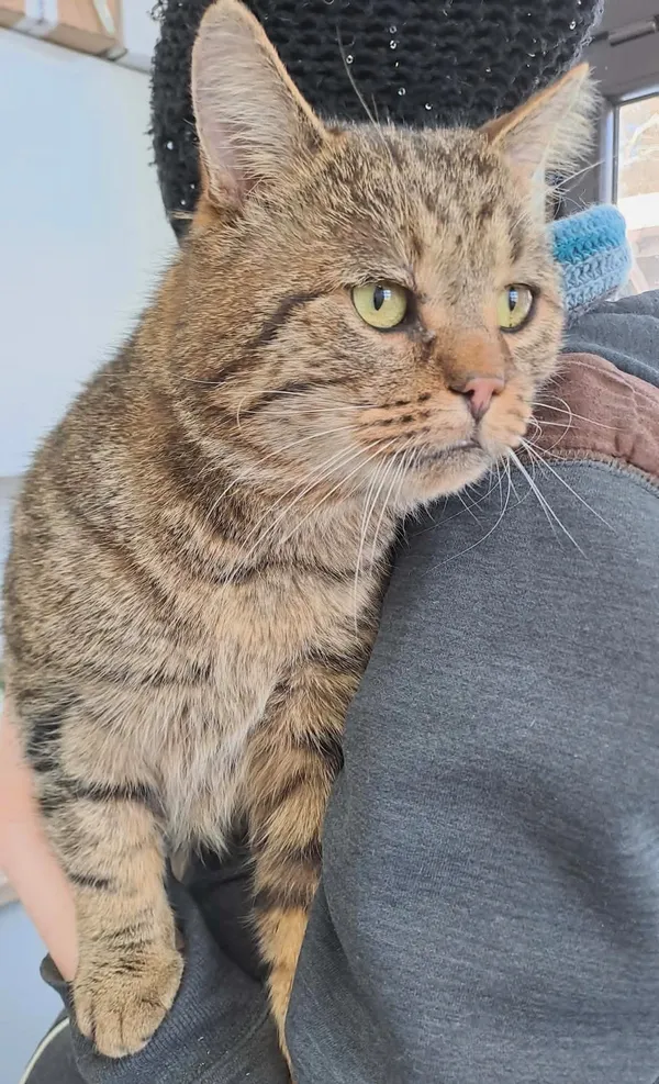 Znaleziono kota, Olsztyn, 9 stycznia 2026