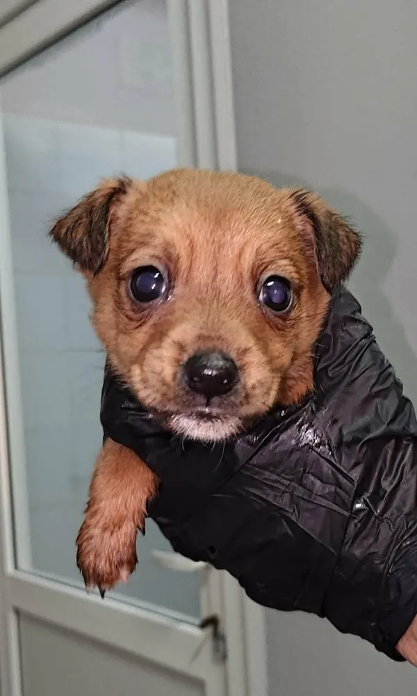 Znaleziono psa, Lublin, 24 stycznia 2026