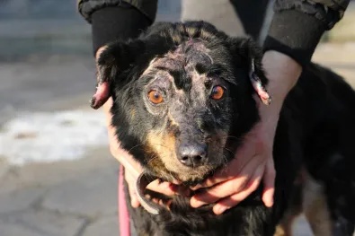 Znaleziono psa, Oborniki, 20 stycznia 2026