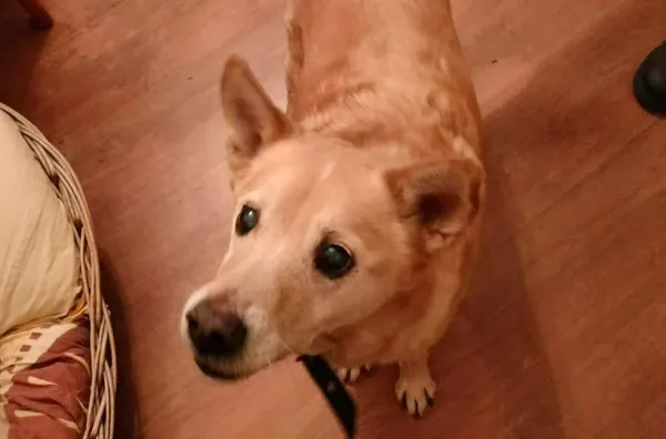 Pies do adopcji, Głowno, 25 stycznia 2026 (1/3)