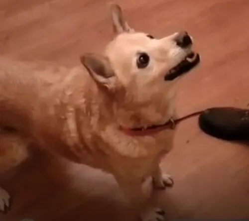 Pies do adopcji, Głowno, 25 stycznia 2026 (2/3)