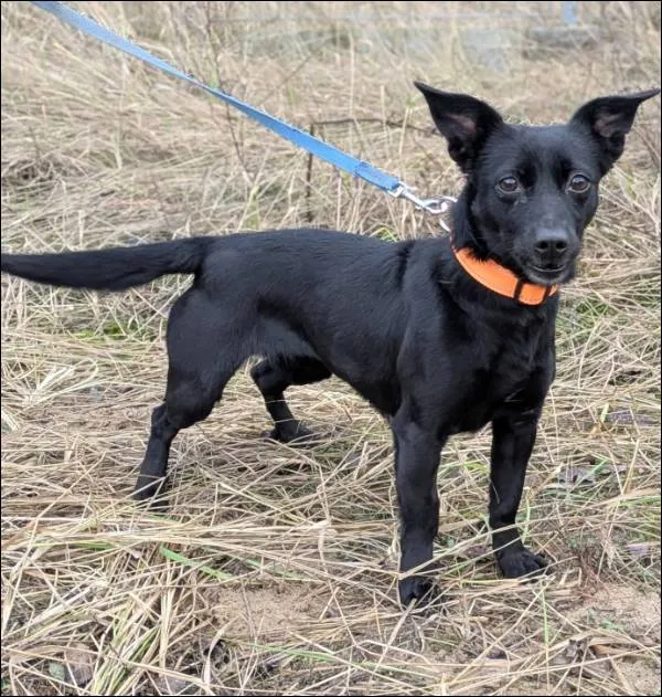 Znaleziono psa, Grudziądz, 9 listopada 2025