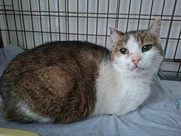 Znaleziono kota, Olsztyn, 25 stycznia 2026