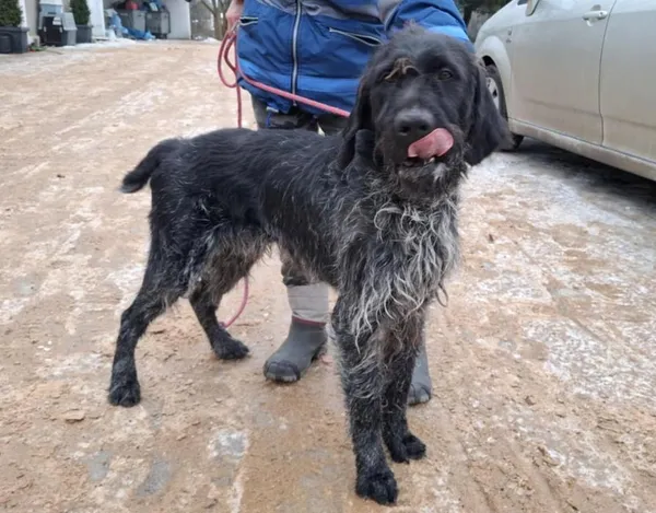 Znaleziono psa, Toruń, 23 stycznia 2026