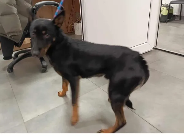 Znaleziono psa, Toruń, 23 stycznia 2026