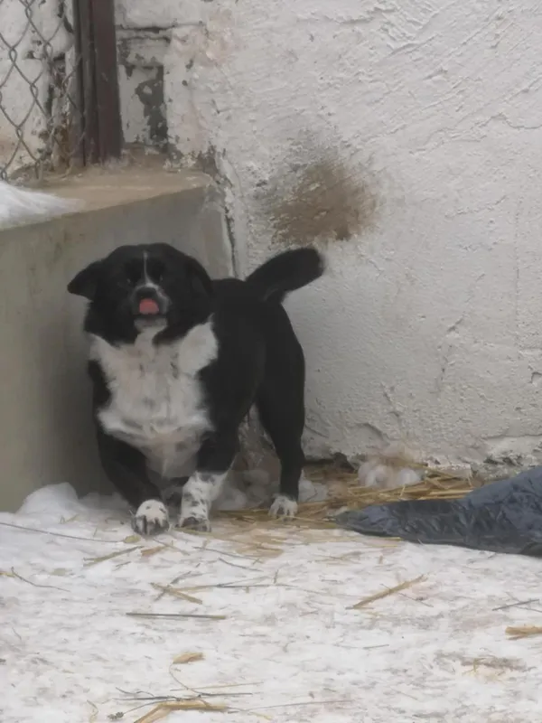 Pies do adopcji, Milanówek, 10 lutego 2026 (1/5)