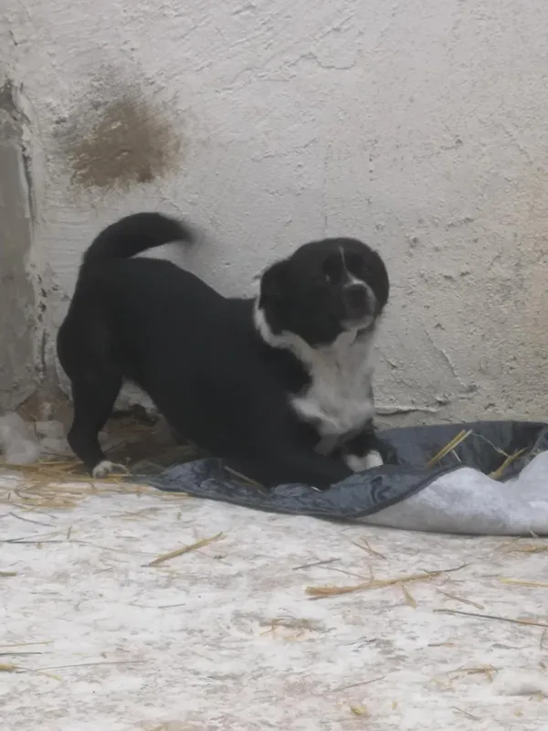 Pies do adopcji, Milanówek, 10 lutego 2026 (3/5)