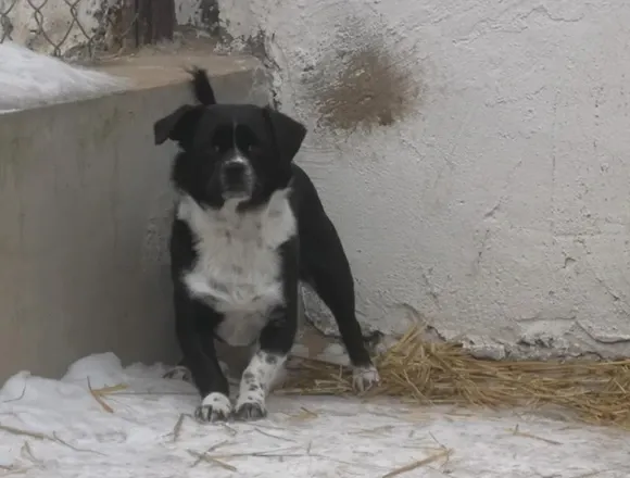 Pies do adopcji, Milanówek, 15 lutego 2026 (3/5)