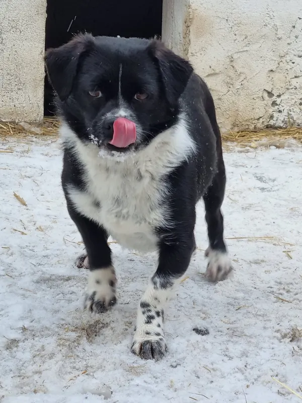 Pies do adopcji, Milanówek, 19 lutego 2026 (1/5)