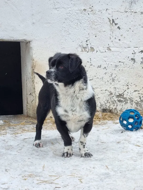 Pies do adopcji, Milanówek, 19 lutego 2026 (2/5)