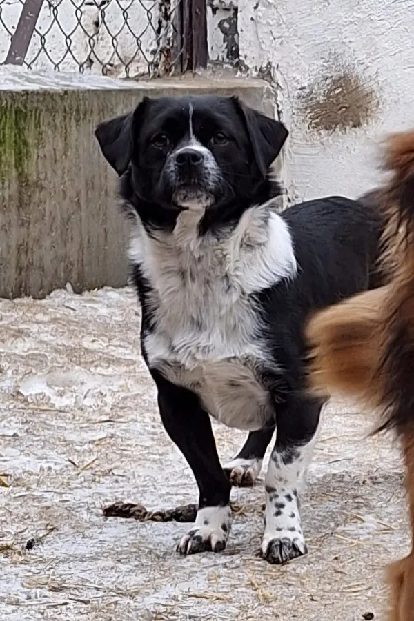 Pies do adopcji, Milanówek, 19 lutego 2026 (3/5)