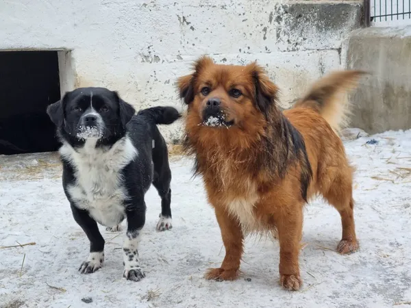 Pies do adopcji, Milanówek, 19 lutego 2026 (4/5)