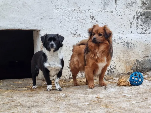 Pies do adopcji, Milanówek, 19 lutego 2026 (5/5)