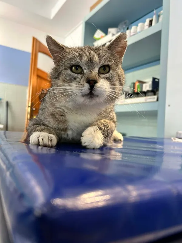 Kot do adopcji, Zgierz, 26 stycznia 2026 (1/3)