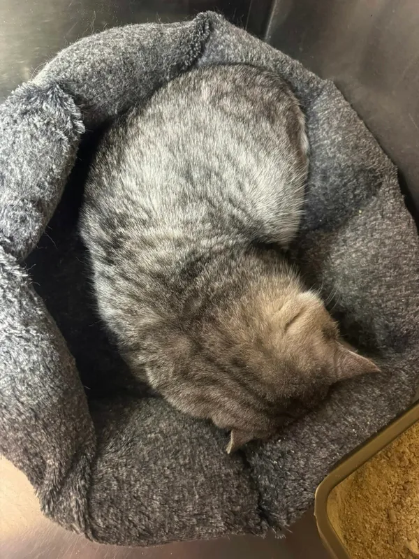 Kot do adopcji, Zgierz, 26 stycznia 2026 (2/3)