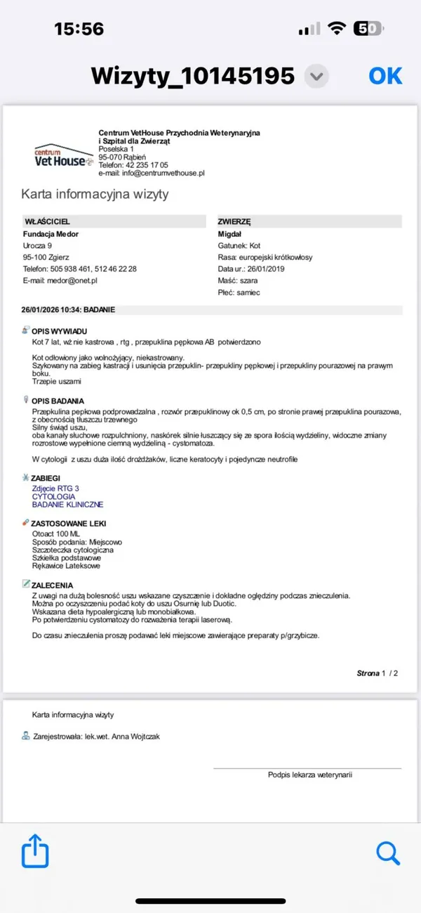 Kot do adopcji, Zgierz, 26 stycznia 2026 (3/3)