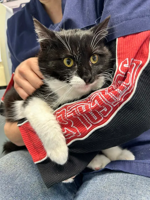 Kot do adopcji, Zgierz, 26 stycznia 2026