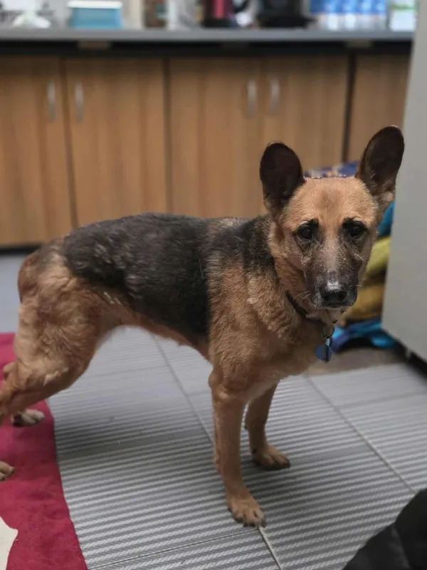 Pies do adopcji, Zgierz, 26 stycznia 2026 (1/5)