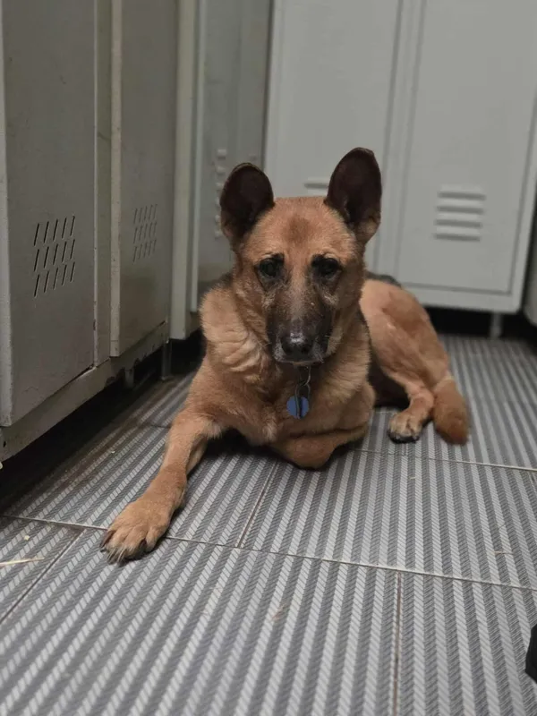 Pies do adopcji, Zgierz, 26 stycznia 2026 (2/5)