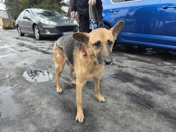 Pies do adopcji, Zgierz, 26 stycznia 2026 (5/5)