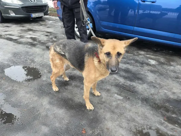 Pies do adopcji, Zgierz, 26 stycznia 2026 (3/5)