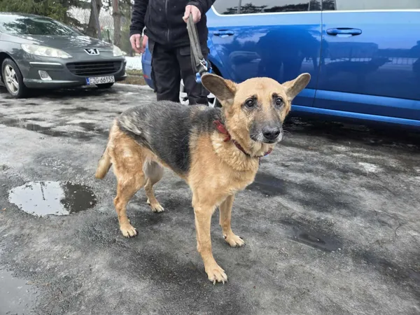 Pies do adopcji, Zgierz, 26 stycznia 2026 (4/5)