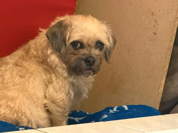 Pies do adopcji, Milanówek, 26 stycznia 2026 (1/2)