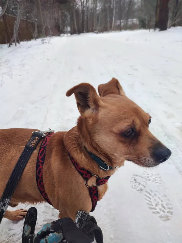 Pies do adopcji, Milanówek, 26 stycznia 2026 (1/4)