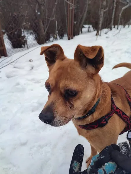 Pies do adopcji, Milanówek, 26 stycznia 2026 (4/4)