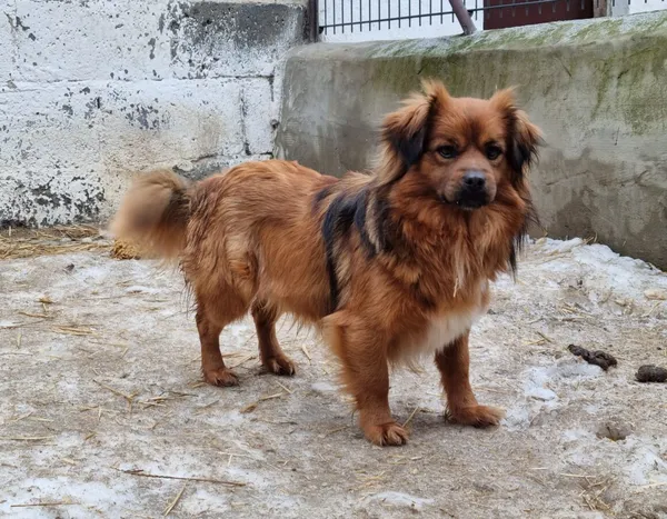 Pies do adopcji, Milanówek, 15 lutego 2026 (1/5)