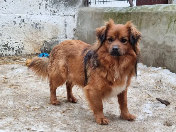 Pies do adopcji, Milanówek, 15 lutego 2026 (2/5)