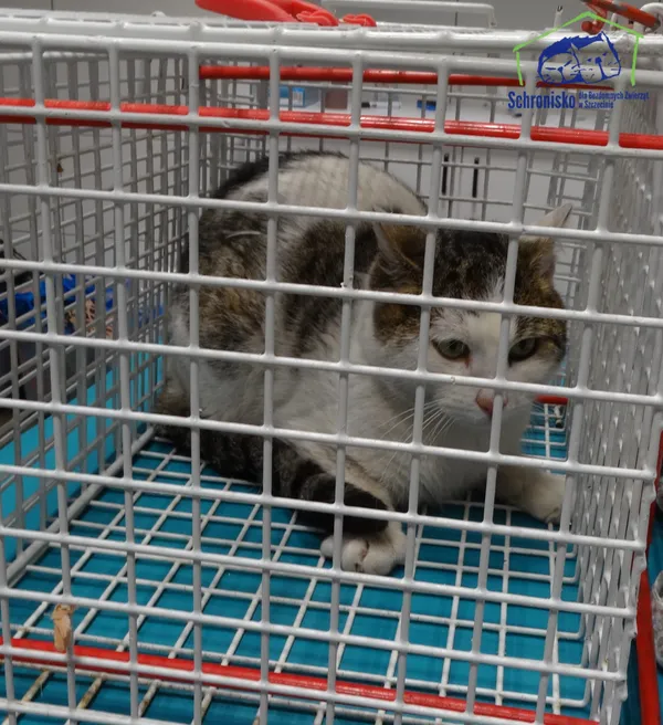 Znaleziono kota, Szczecin, 25 stycznia 2026