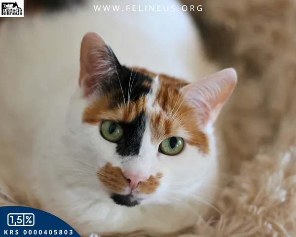 Kot do adopcji, Rzeszów, 27 stycznia 2026 (1/5)