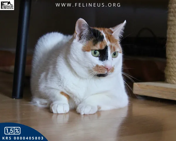 Kot do adopcji, Rzeszów, 27 stycznia 2026 (4/5)