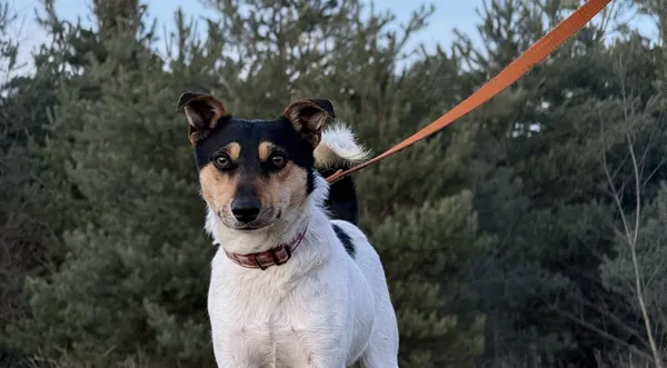 Pies do adopcji, Pieczyska, 26 stycznia 2026 (1/5)