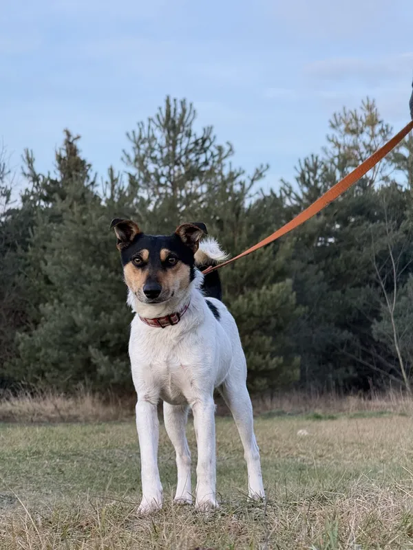 Pies do adopcji, Pieczyska, 26 stycznia 2026 (2/5)