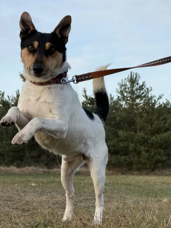 Pies do adopcji, Pieczyska, 26 stycznia 2026 (5/5)