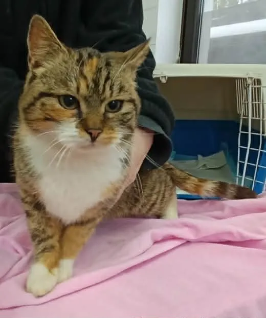 Znaleziono kota, Olsztyn, 26 stycznia 2026 (1/3)