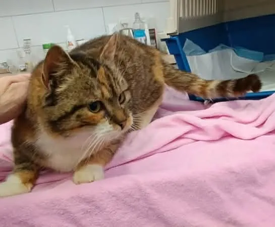 Znaleziono kota, Olsztyn, 26 stycznia 2026 (2/3)