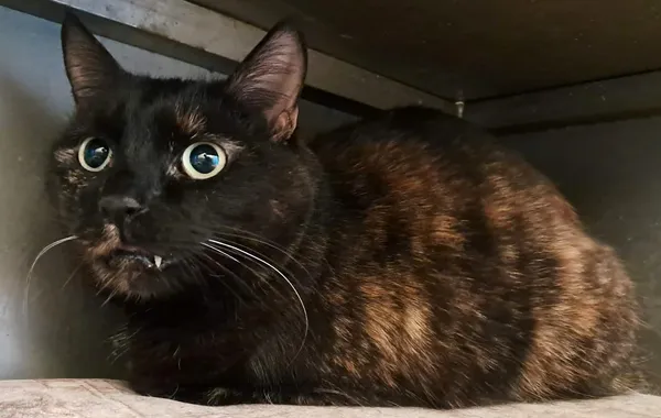 Znaleziono kota, Olsztyn, 26 stycznia 2026