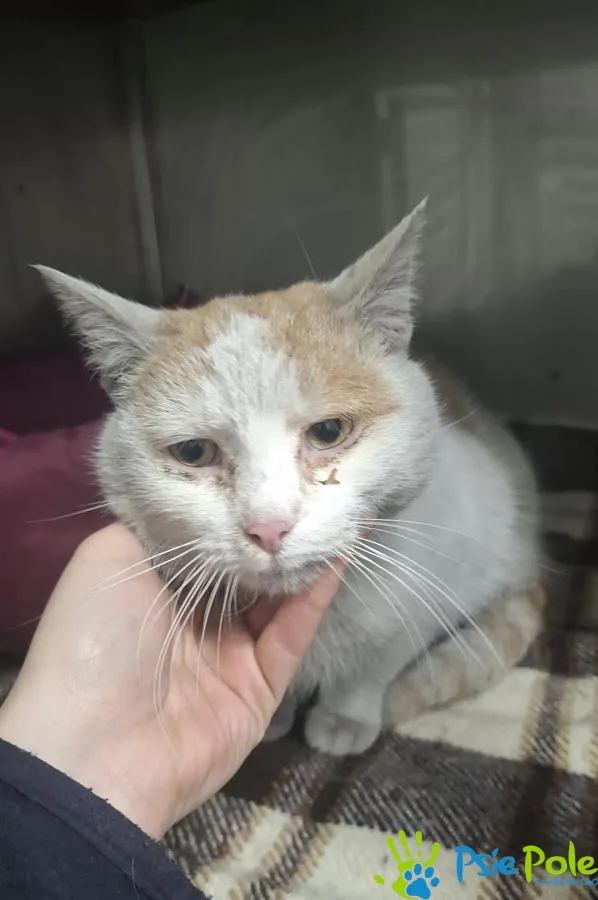 Kot do adopcji, Racławice, 22 stycznia 2026 (1/4)