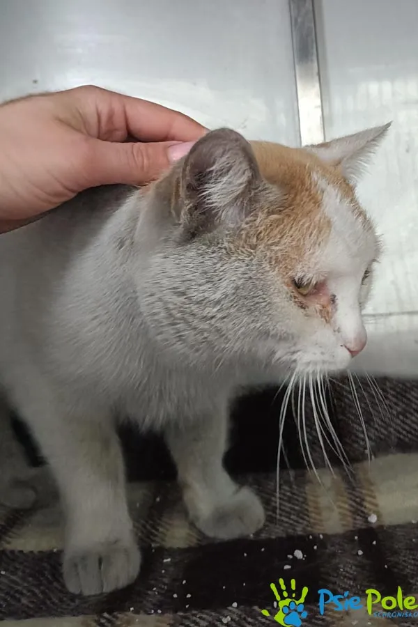 Kot do adopcji, Racławice, 22 stycznia 2026 (2/4)